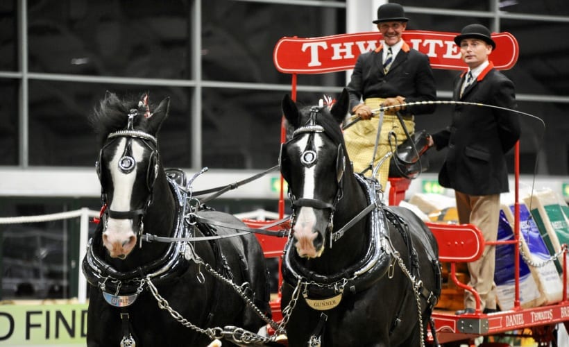 THWAITES SHIRE HORSES 1